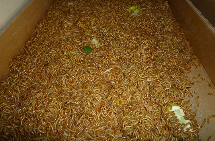 Курица пищевой сушеные хрущак мучной добавки корма для животных