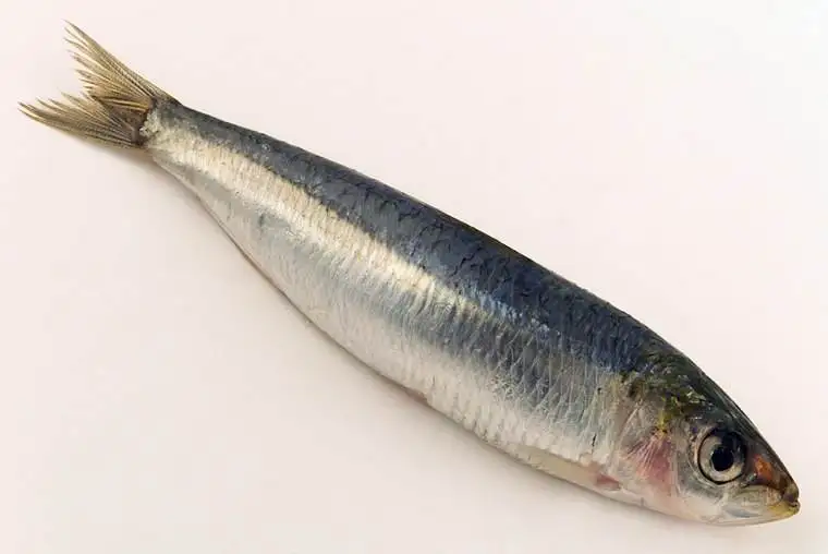 factory supplier low price canned Sardines and canned mackerel in tomato sauce