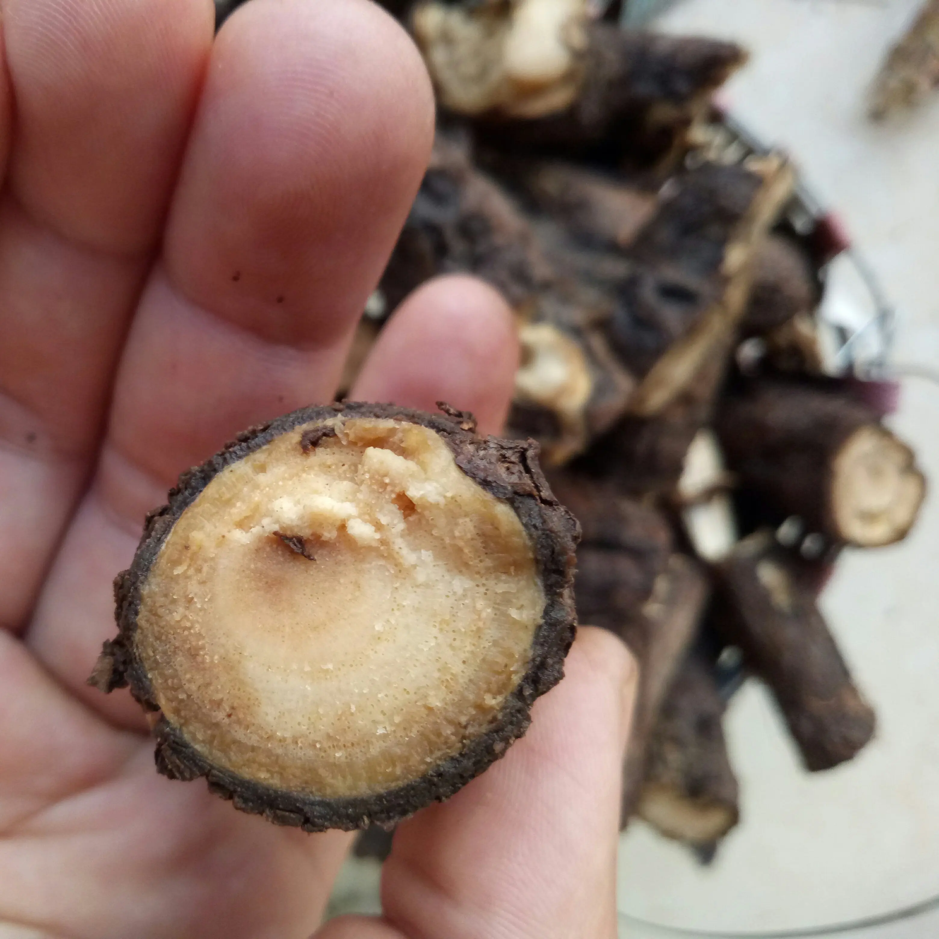 
Fresh live paulownia elongata tree roots segments 