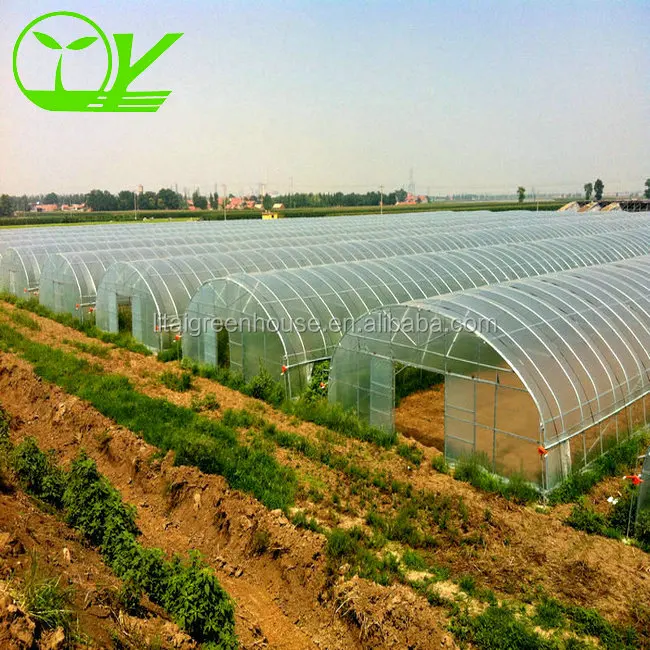 Tunnel greenhouse for agricultural melon and fruit plants