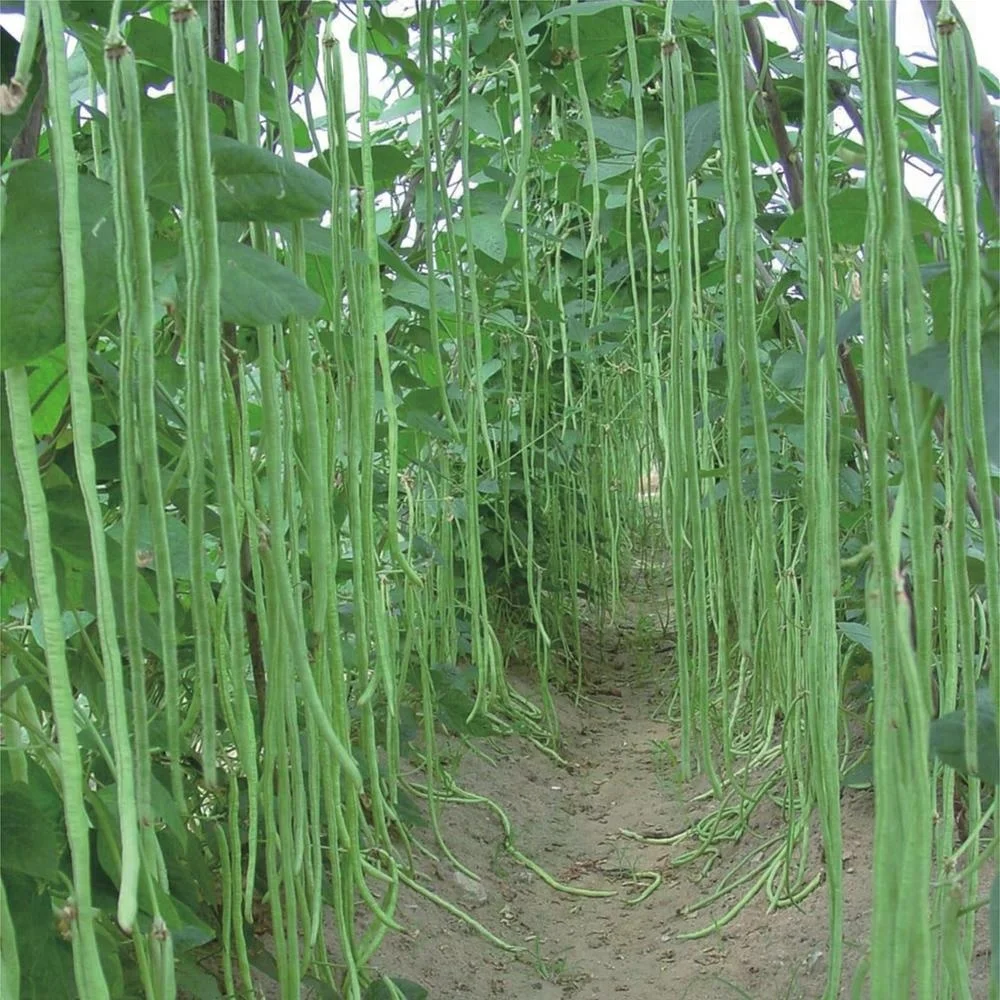 
Yard Long green vegetable cowpea Asparagus bean seeds 1kg/bag 
