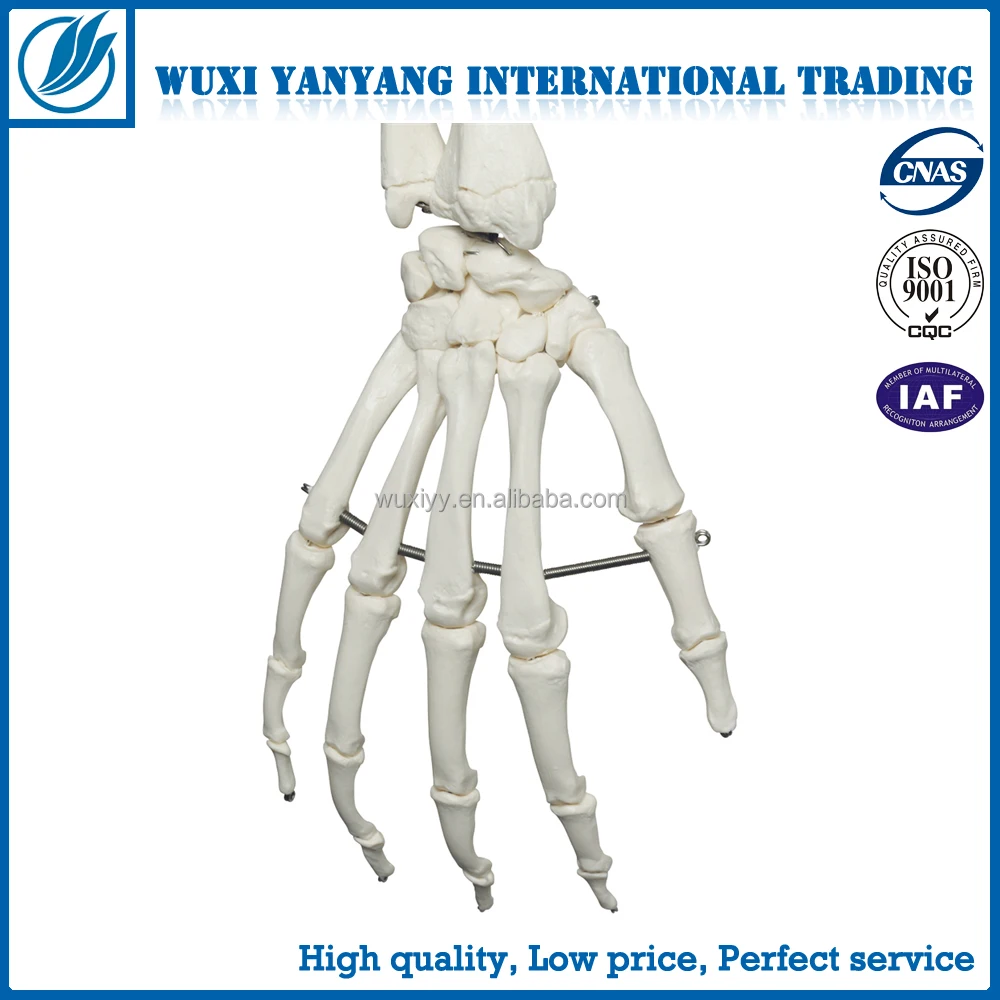 Full Size 170 Cm Human Skeleton with Open Skull, Muscle Painted and Ligament