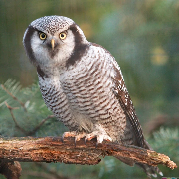 Artificial Owl Simulation Foam Bird Feather Ornaments DIY Craft for Wedding Decoration Home Garden Party Embellishing Decor