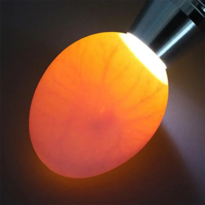 chicken egg fertility tester egg candler for poultry farm use