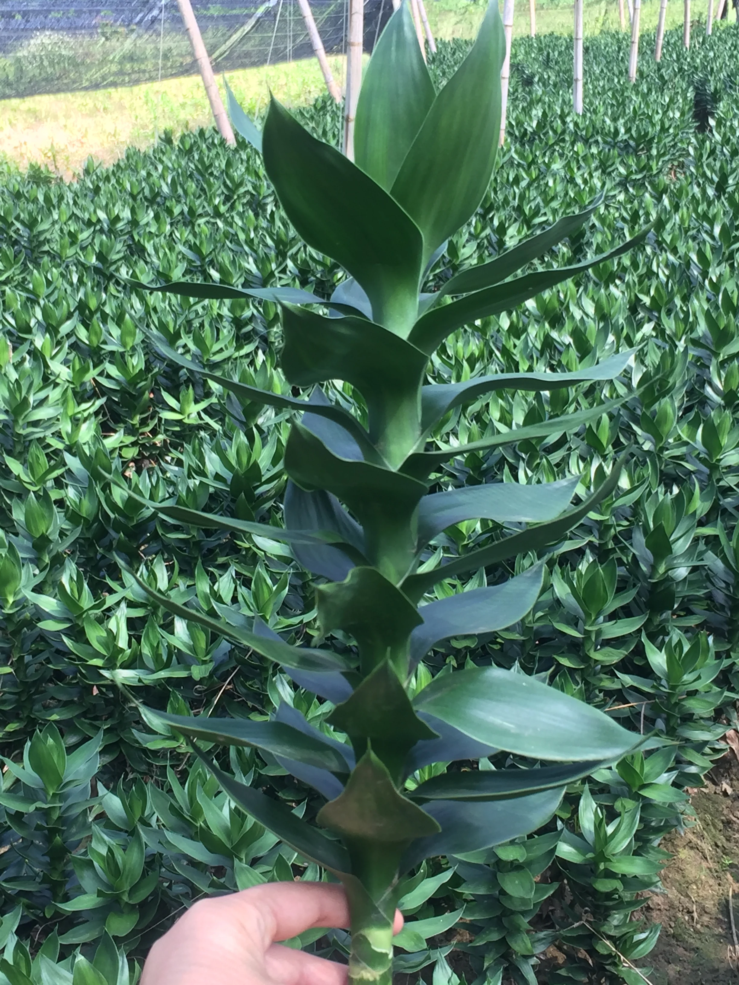 
Lotus Lucky Bamboo Dracaena Sanderiana 