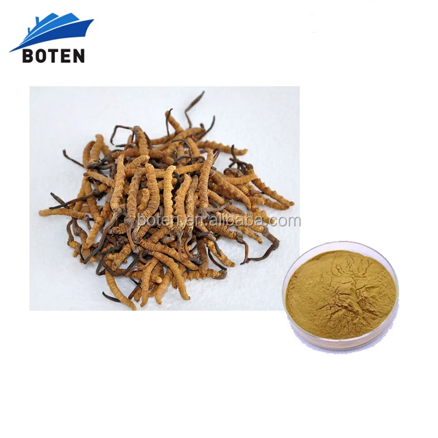 Manufacturer Bulk Product Cordyceps Sinensis Extract