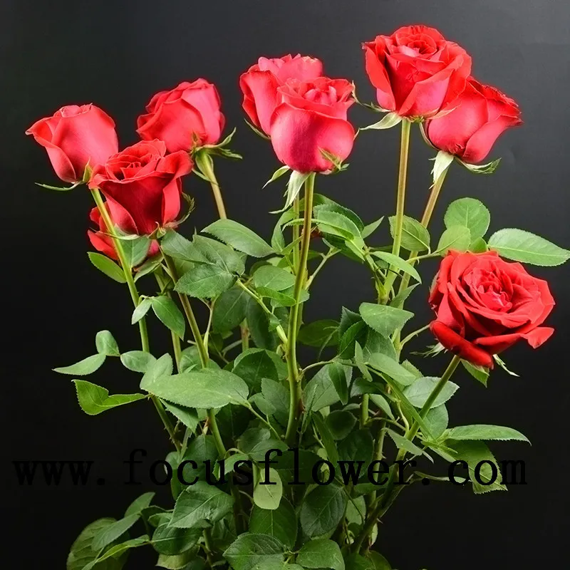 high-level wholesale high quality fresh cut rose flower ecuador carola rose from rolane/china wholesale fresh cut flowers