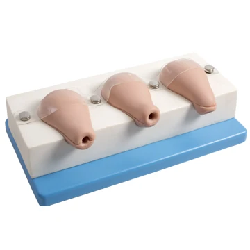 GD/FT33A General Doctor  Artificial Abortion Simulated Uterus model