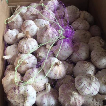 
2018 new harvest garlic 