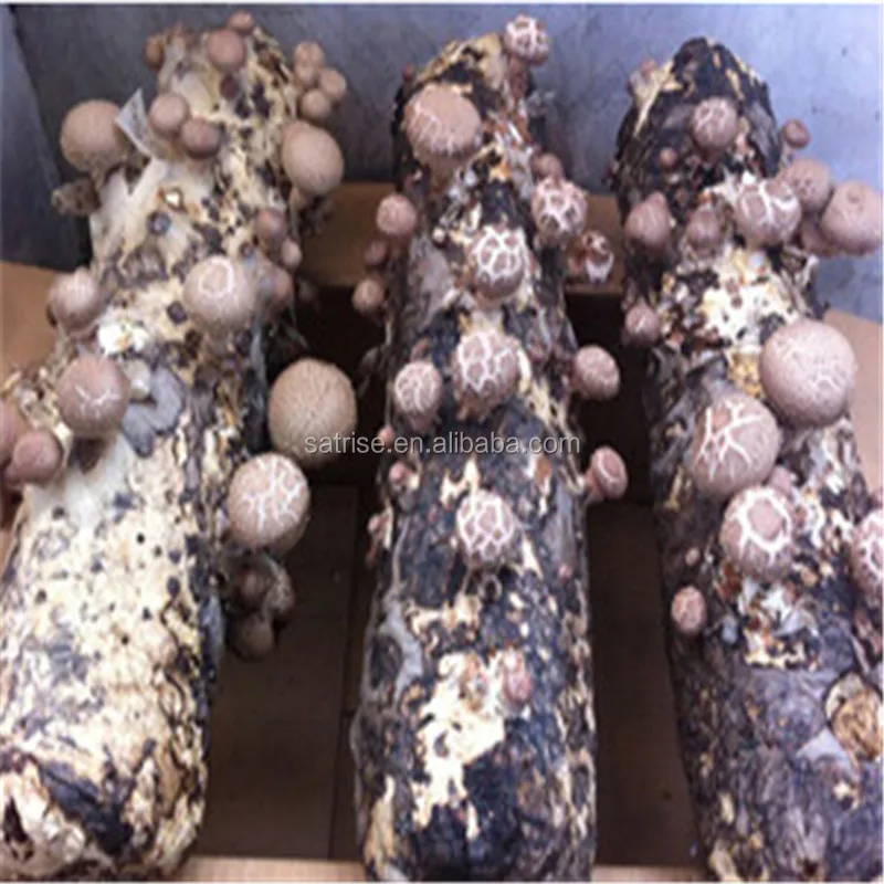 Edible Fungus Flower Shiitake Mushroom Bag Mycelium Spawn Shiitake Spawn Growing Log