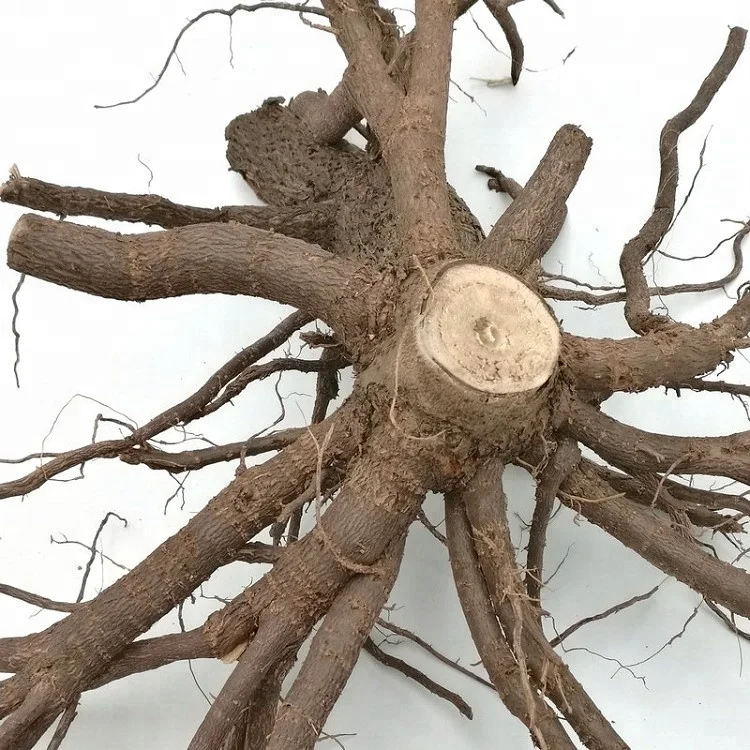 China cold resistant fast grow paulownia 9503 young tree for planting