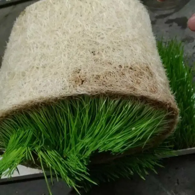 hydroponic fodder trays microgreen tray hydroponic equipment /hydroponic system