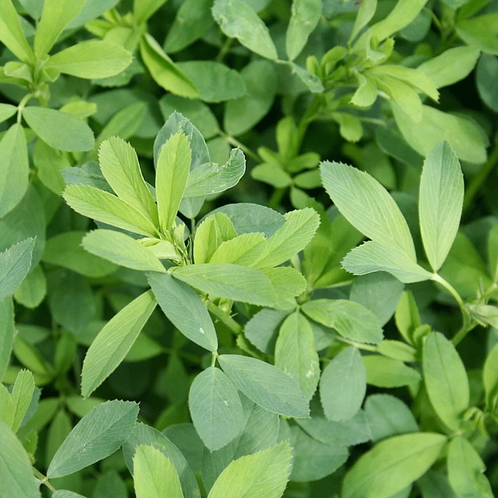 2021 Touchhealthy supply Hot sale alfalfa grass seed for growing with low price