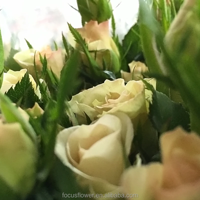 First class bulls rose wedding decoration flower of love