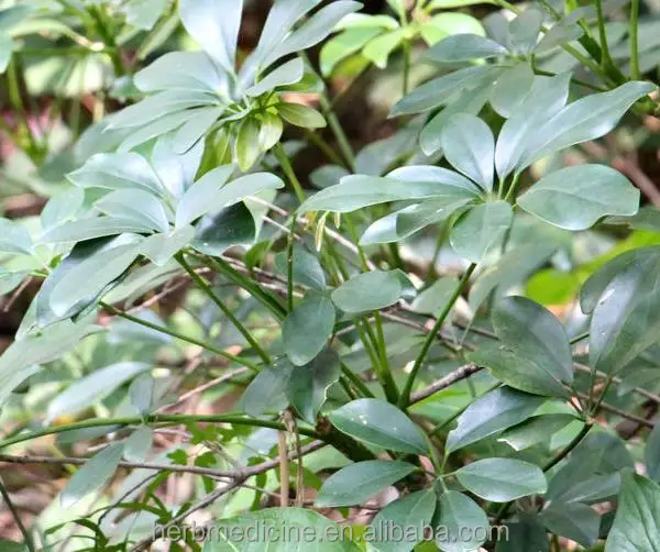 
Ivy Tree Bark Schefflera octophylla (Lour.) Harms 