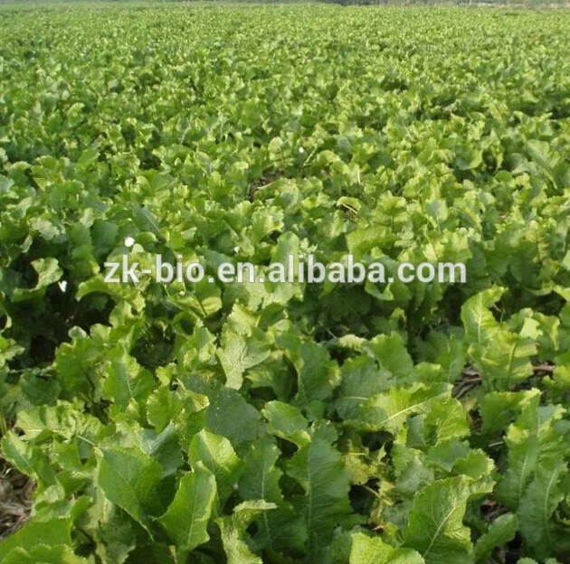
Pure natural Dehydrated Horseradish Powder 