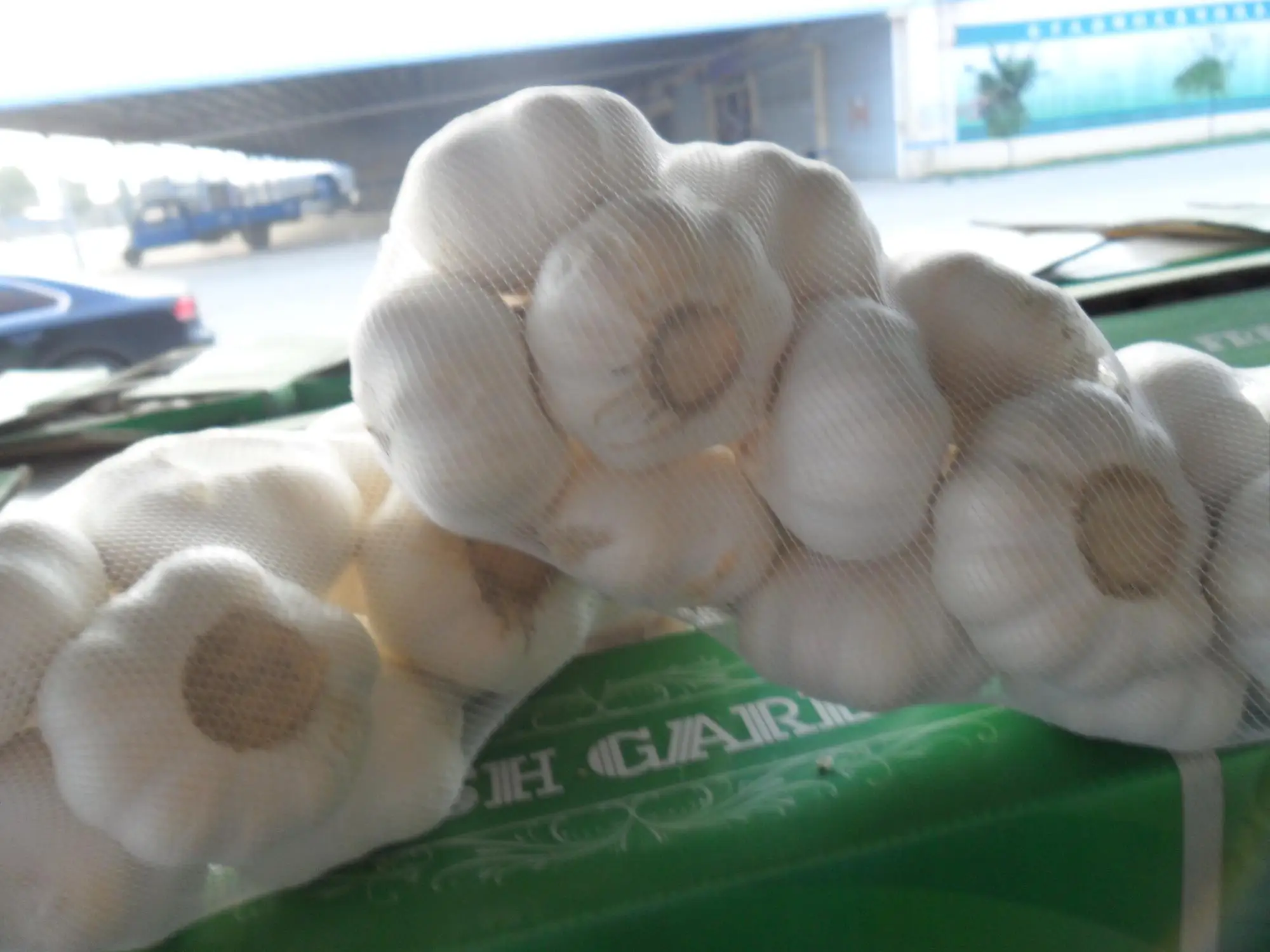 
wholesale garlic buyers and fresh normal white garlic indian garlic 