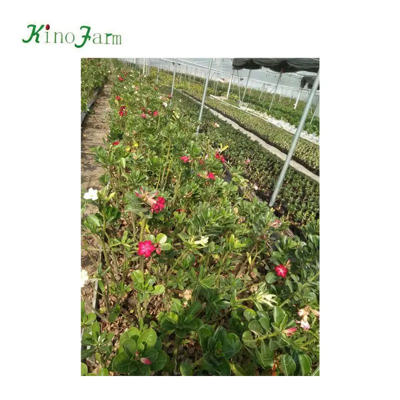 
Adenium arabicum bonsai for sale 