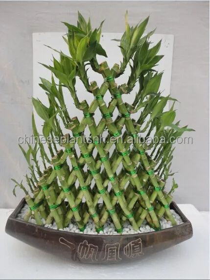 
lucky bamboo, DRACAENA SANDERIANA, spiral, lotus, tower,pyramid, braid, aquatic feng shui plants nursery garden decoration 