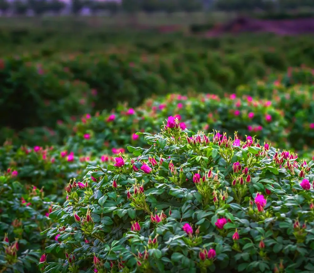 Chinese Rose Tea Dried Rose Bud Top Quality Flower Herbal Tea 90g