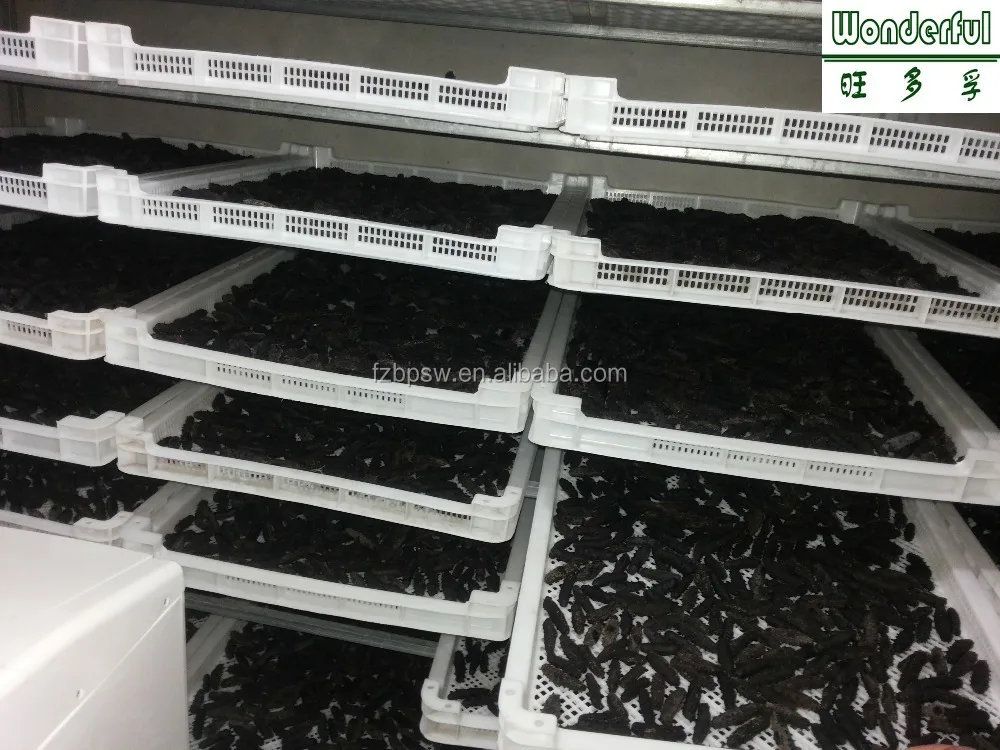 Морской огурец с шипами/соска на продажу