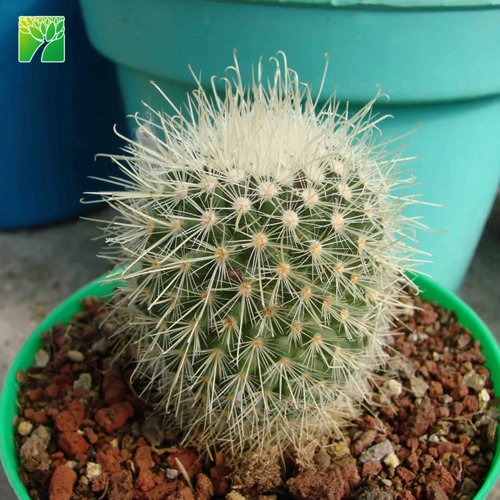 Spring bloom season decoration cactus live plant spiny pincushion cactus Mammillaria spinosissima