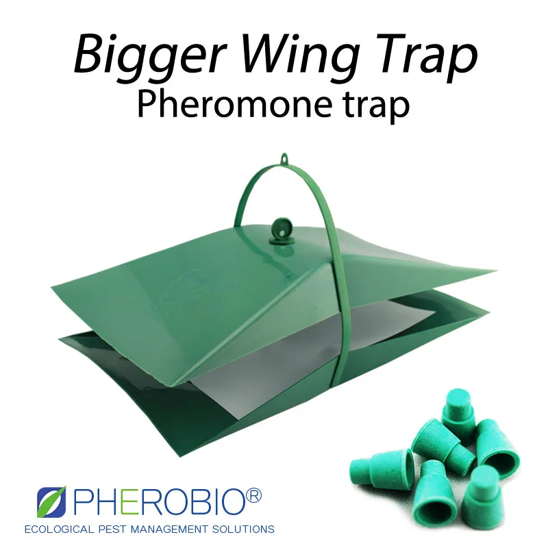 
New pine knot-horn Dioryctria sylvestrella pheromone lure pheromone trap 