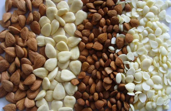 organic apricot seeds benefit apricot kernels in shell for sale