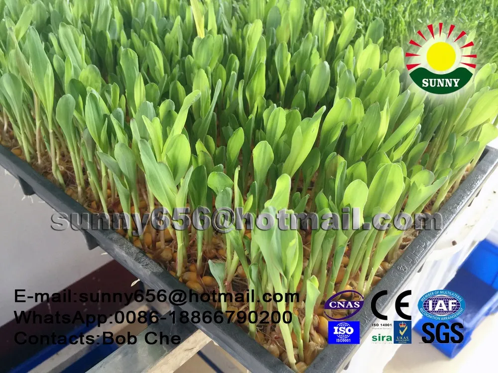 Micro-Computer Control Hydroponic Fodder SystemHydroponic Seeds Sprouting Equipment for Feed Animal,Poultry(Broccoli Raab