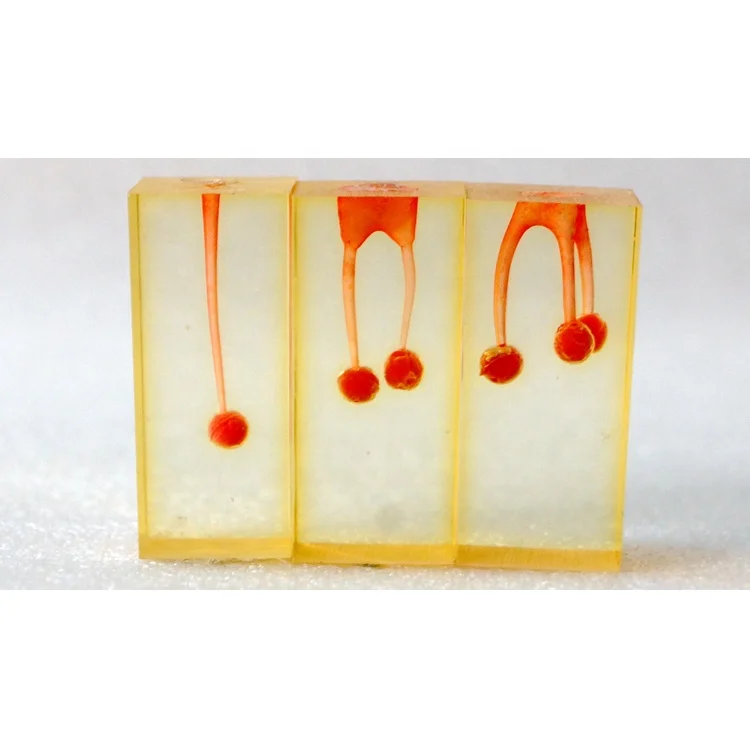 Dental teeth root canal model