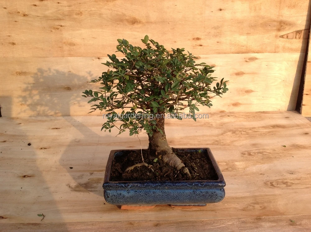 Ulmus ( Chinese Elm) bonsai tree ball shape