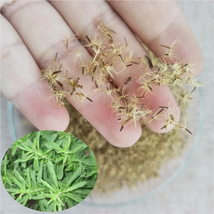 Китайские семена деревьев Tian ye ju оптом, семена стедии ребадиана