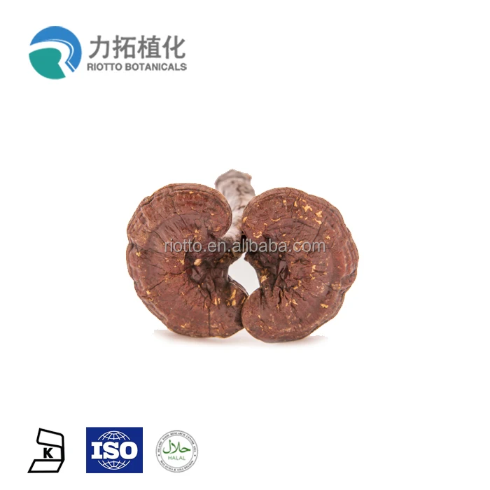 
Top Quality Pure Natural Red Reishi Mushroom Extract (Polysaccharides & Triterpenoids)/ Best Price 