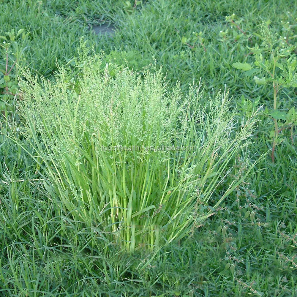 
2021 Touchhealthy Supply Poa annua L seeds/Bluegrass seeds/Lawn seeds 