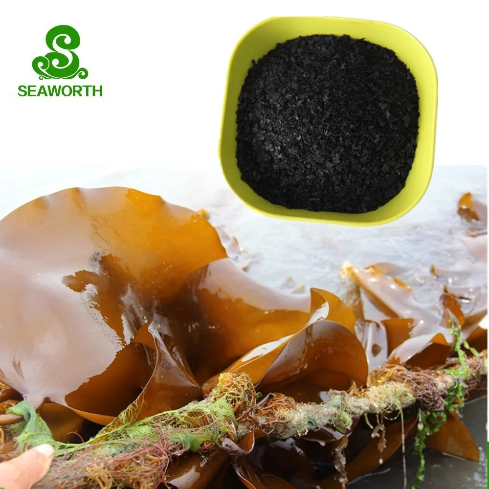 Environmental seaweed extract powder/flake for cereals