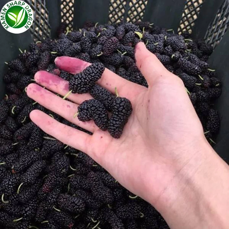 Wholesale organic fresh black frozen mulberry fruit in prices