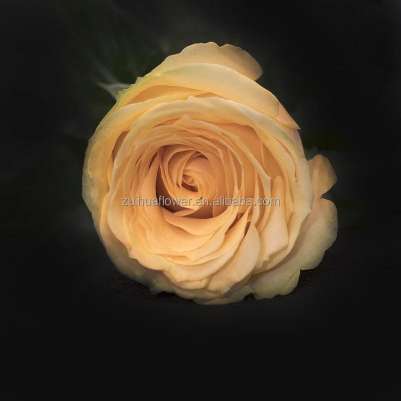 Подарок на день отца желтый свежесрезанных цветов оптовая продажа