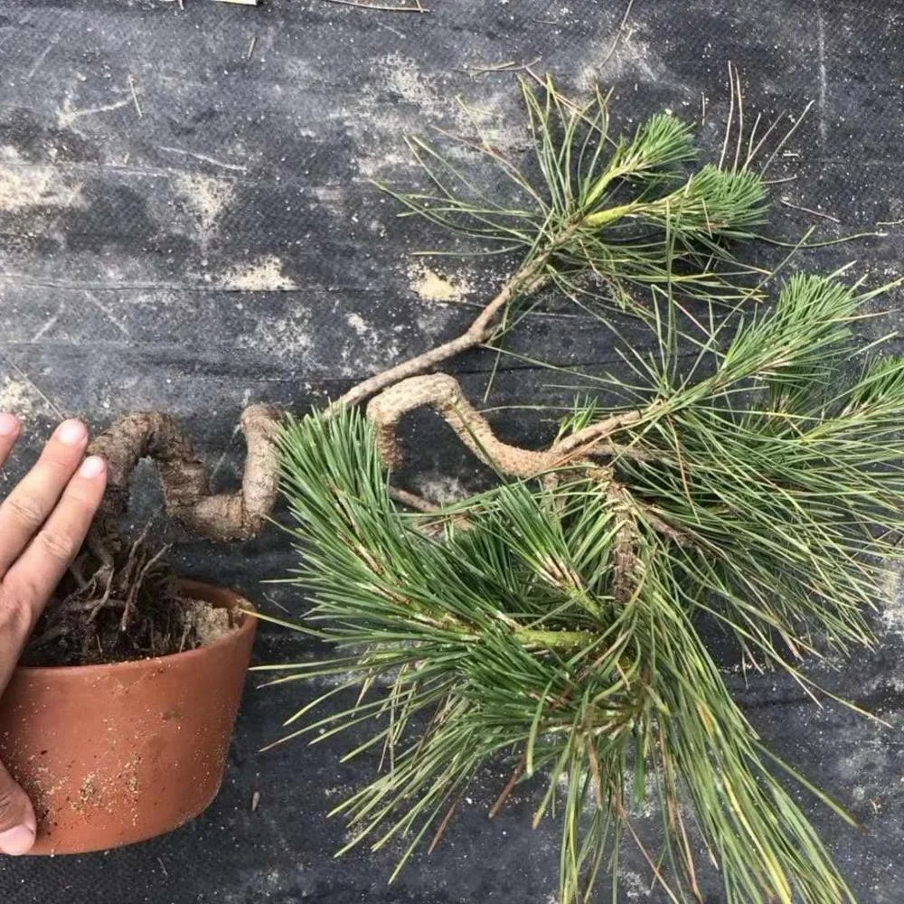 Fujian Natural bonsai Black Pine Ornamental Plants Indoor Products