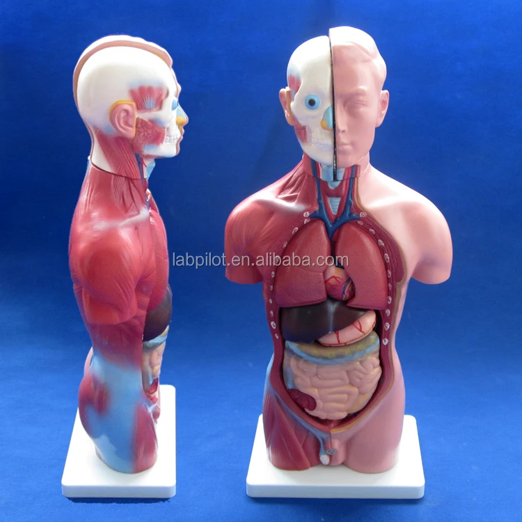 42CM Male Torso with Internal Organs 13 Parts,Human Torso model