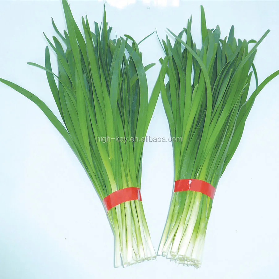 
S534 Kuan ye jiu zhongzi natural fresh green vegetable Leek Seed Chinese Chive for cultivation 