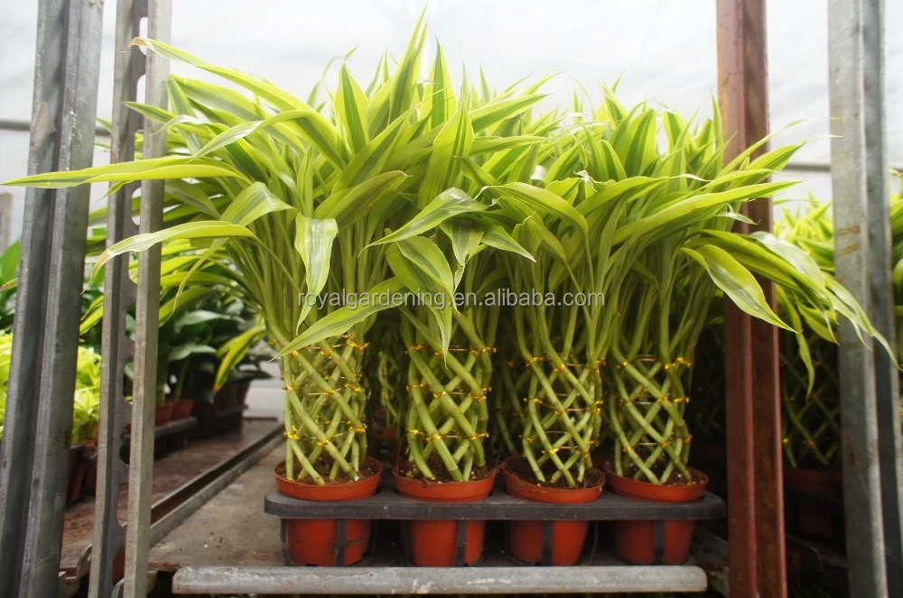 
Lucky bamboo ( Dracaena Sanderiana) cage shape 