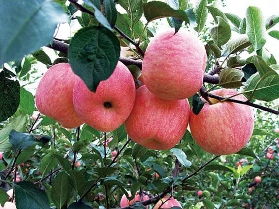 FRESH QIN GUAN FRESH APPLES HOT SELLING FROM CHINA