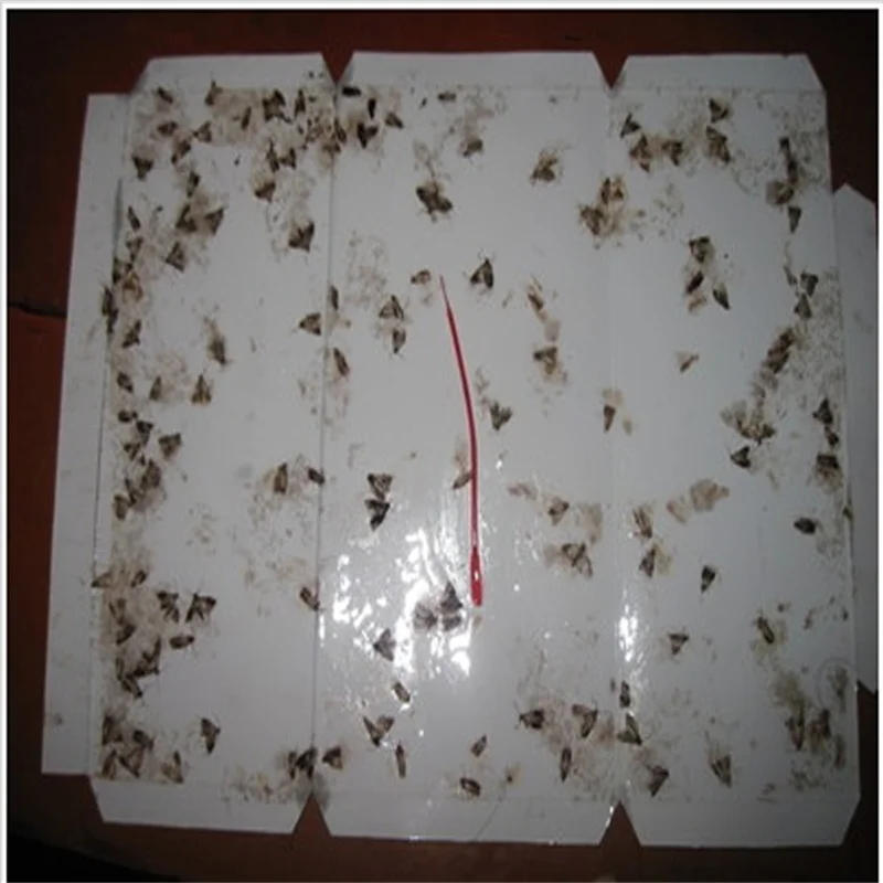 Indian meal moth traps Pantry Moth Traps Pre-baited With Pheromone Attractant