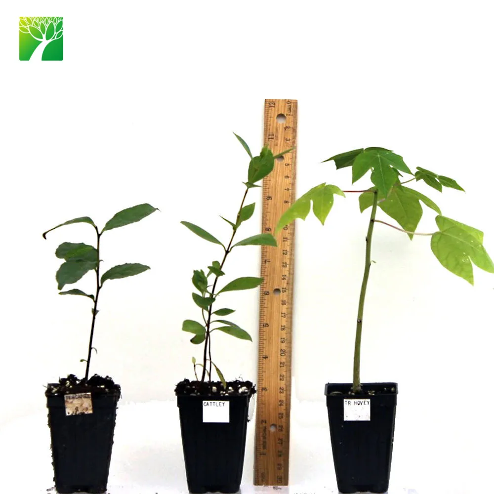 
 Горячая Распродажа Гималайский плода шелковицы рассады растений шелковицы пильчатая  