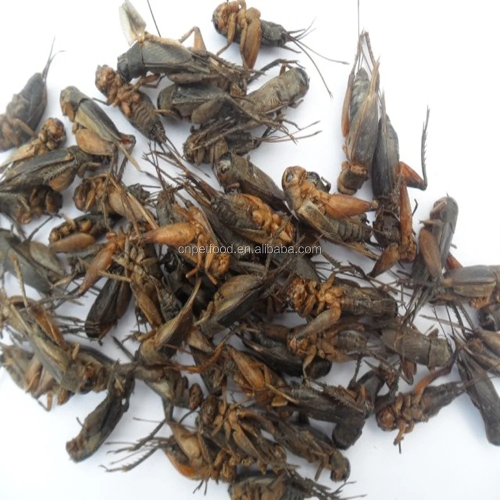 Сушеные колючки корм для птицы корм для кур корм для птиц