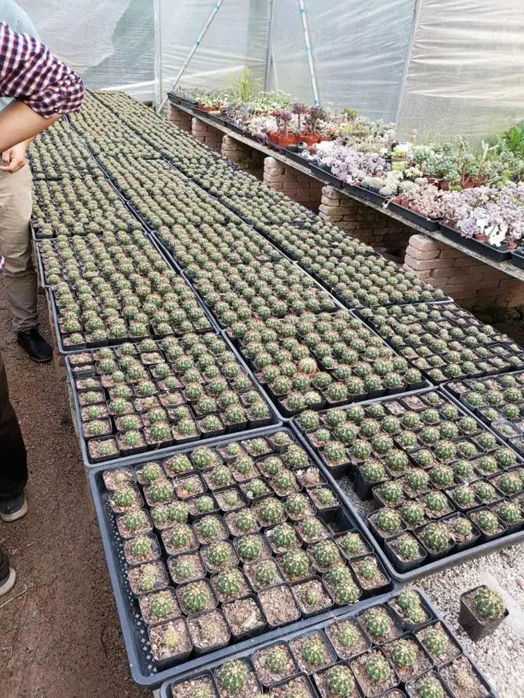  Маммиллярия удлинённая