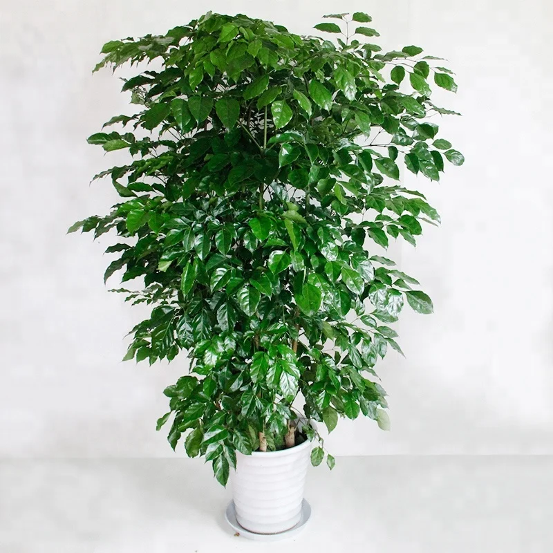 Оптовая продажа, Листва растений, радермахера хайнансис Мерр. Растение