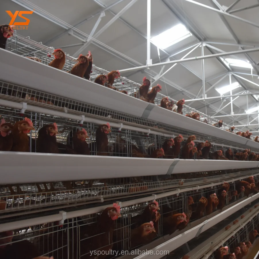 Chicken Layer Poultry Cage With Poultry Farm House Design Service