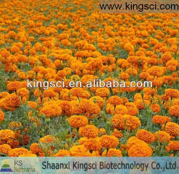 
100% Natural Marigold Extract for Chickens KS-01 