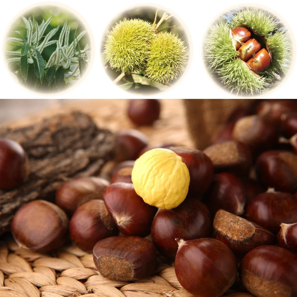 Roasted Chestnuts USDA Organic Ready to eat sweet chestnut snacks